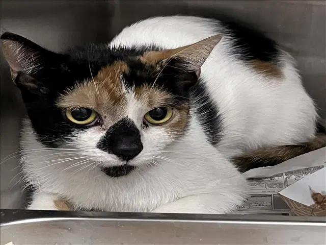 Unknown - Domestic Short Hair