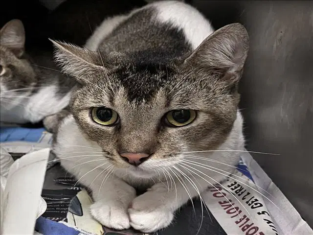 Unknown - Domestic Short Hair