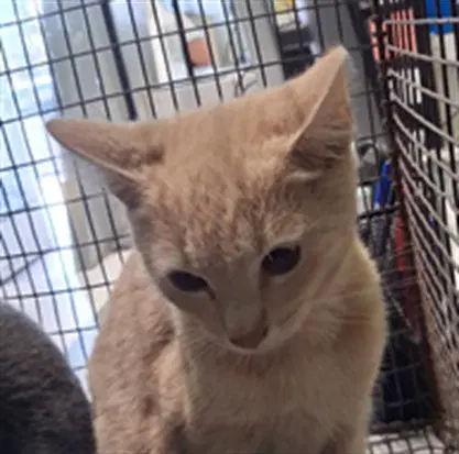 Unknown - Domestic Short Hair