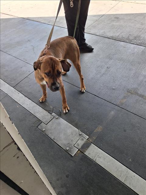 ROXY, a dog for adoption from South Los Angeles Animal Care and Control Center