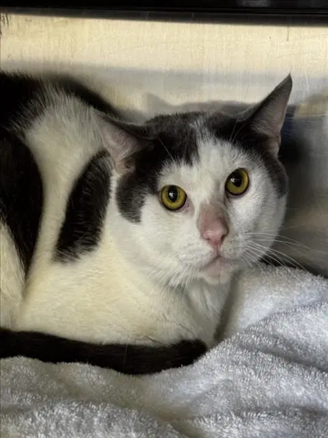Simon - Domestic Short Hair