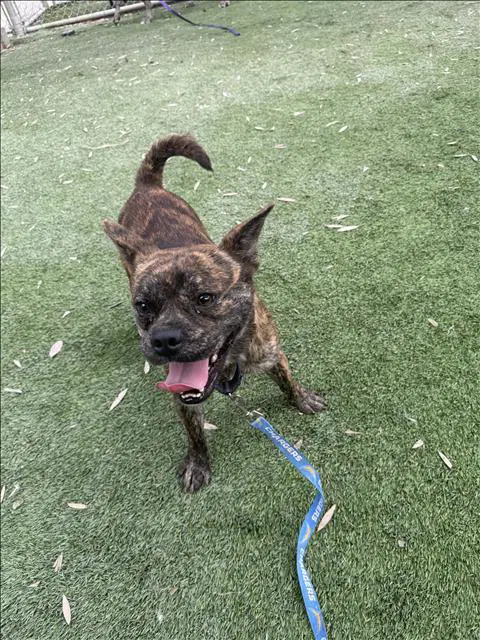 Jabbar - French Bulldog