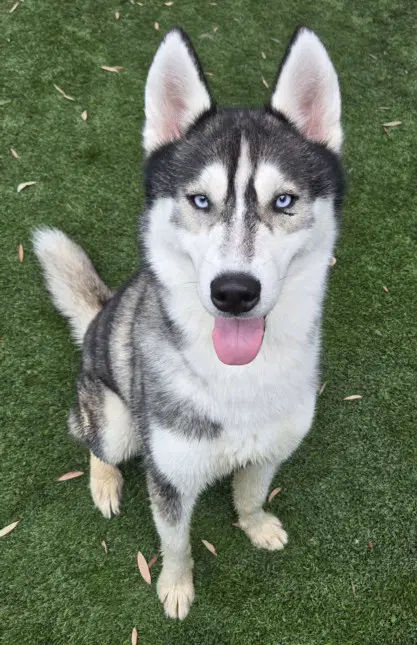 Milo - Husky