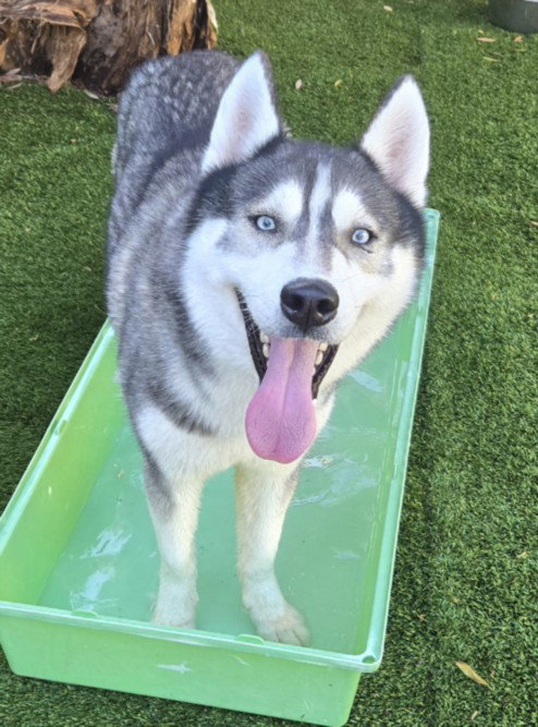 MILO