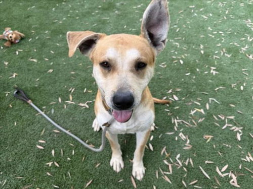SATURN, a dog for adoption from South Los Angeles Animal Care and Control Center