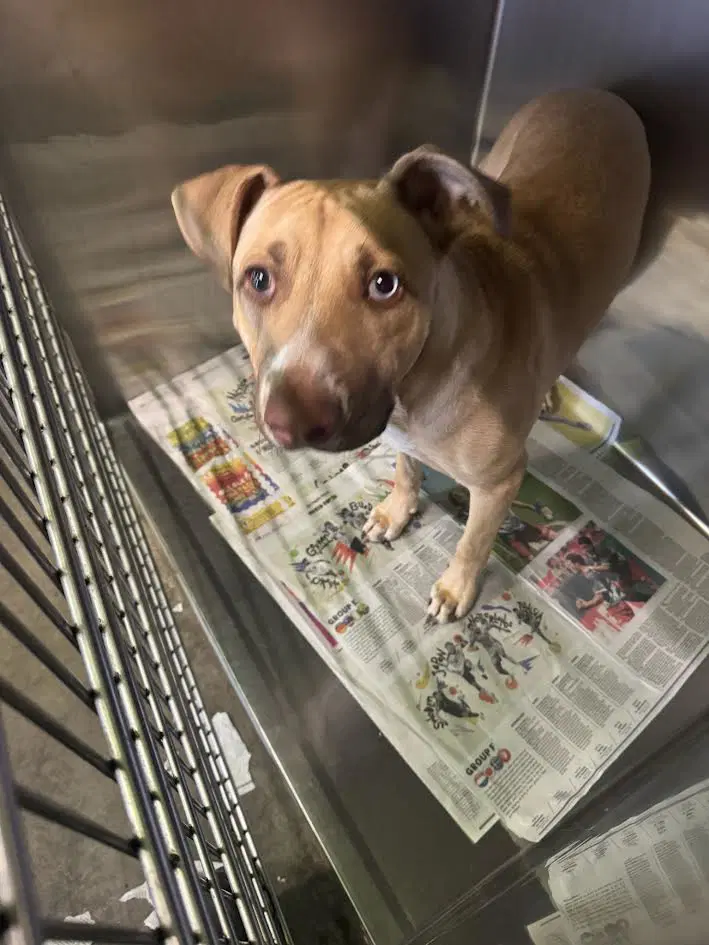 Abby - Pit Bull Terrier