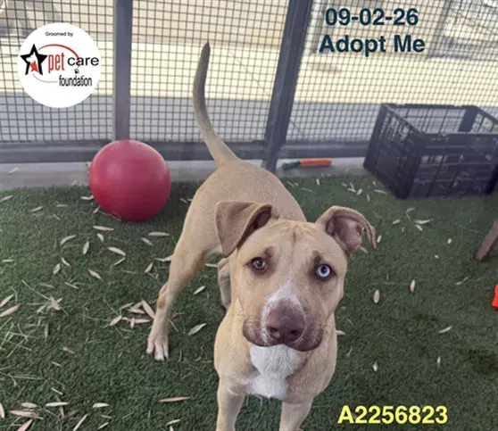 Abel - Pit Bull Terrier