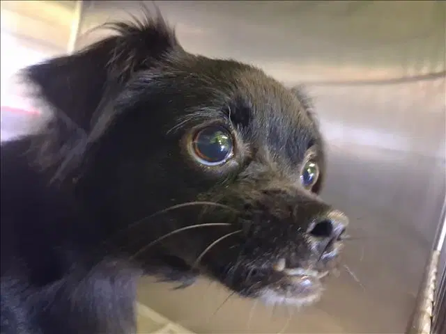 Tyrone - Chihuahua