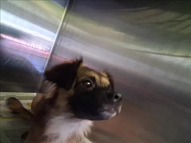 Brownie - Chihuahua