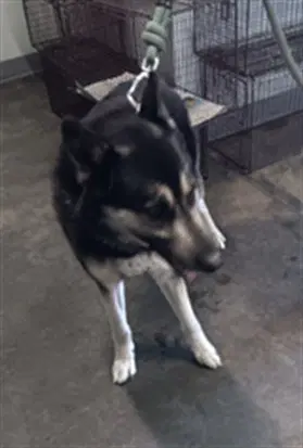 Bobby - German Shepherd Dog