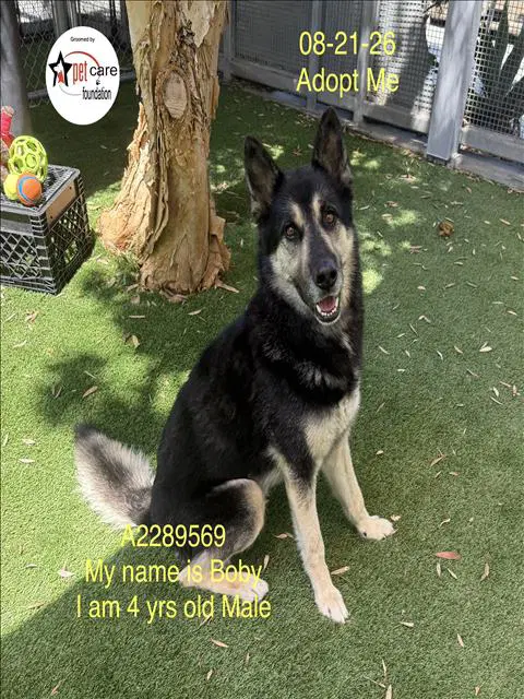 Bobby - German Shepherd Dog