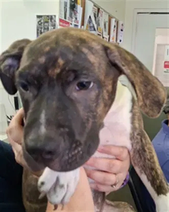 East - Pit Bull Terrier