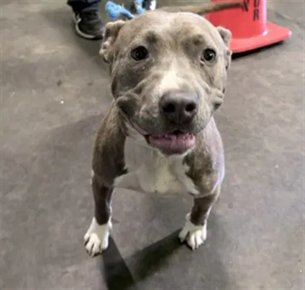 Betty - Pit Bull Terrier