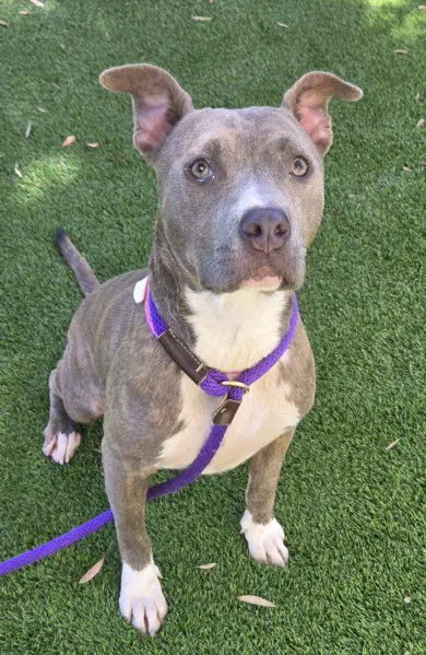 Betty - Pit Bull Terrier