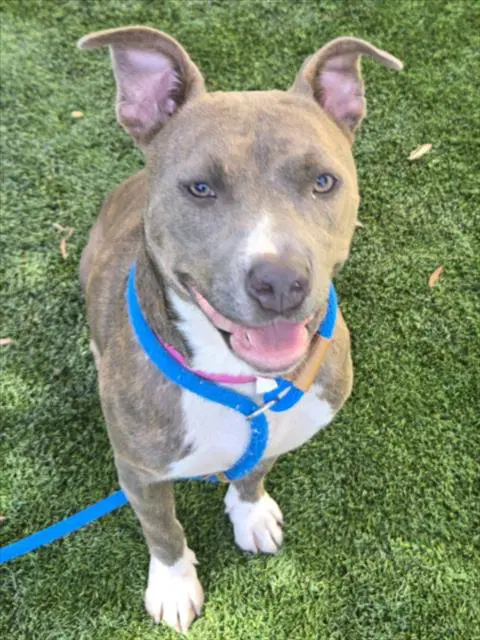 Betty - Pit Bull Terrier