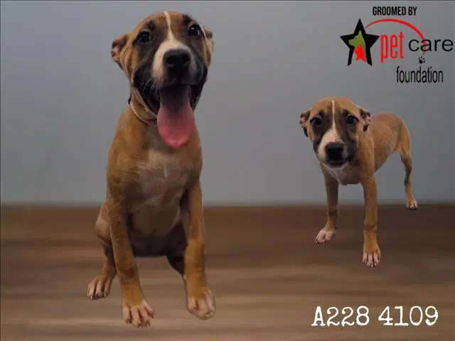 Unknown - Pit Bull Terrier