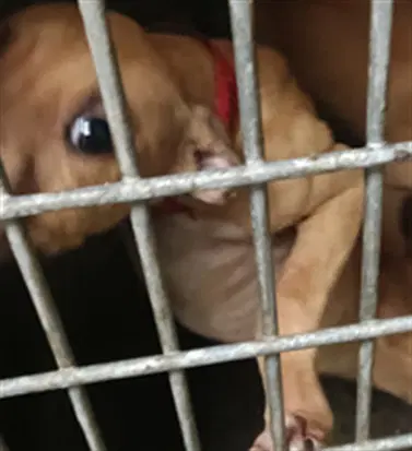 Unknown - Pit Bull Terrier