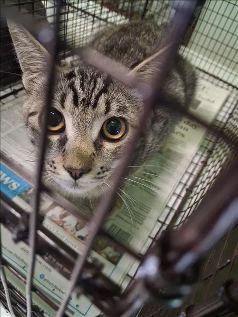 Bt - Domestic Short Hair