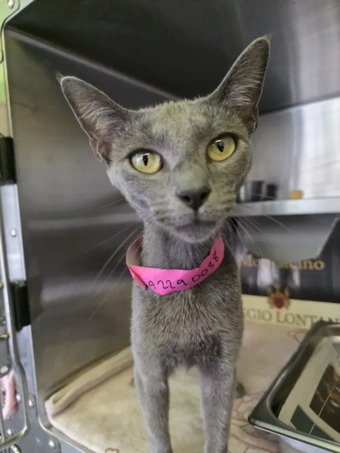 Gricelda - Domestic Short Hair