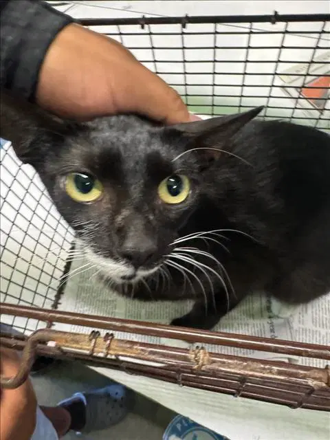 Rosa - Domestic Short Hair