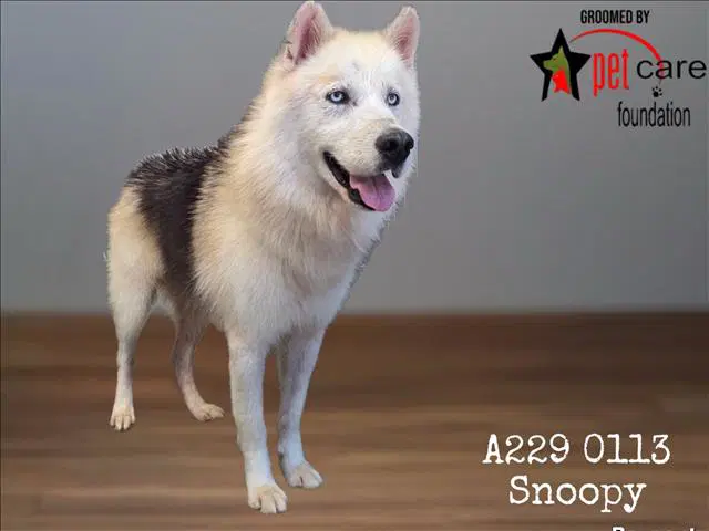 Snoopy - Siberian Husky