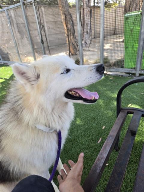 SNOOPY, a dog for adoption from South Los Angeles Animal Care and Control Center