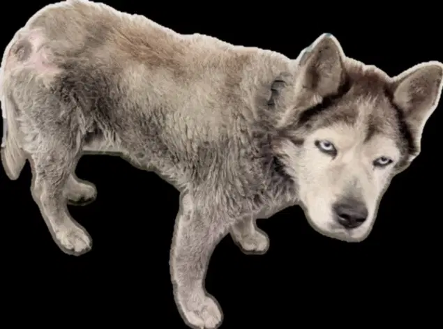 Barry - Husky