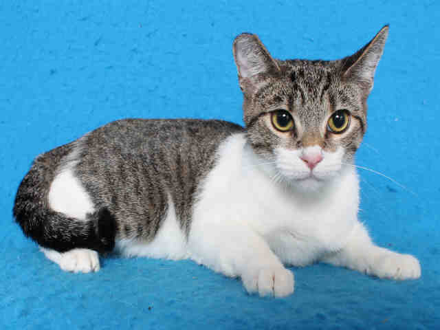 Eve - Domestic Short Hair