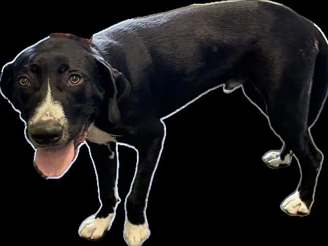 Mylo - Labrador Retriever
