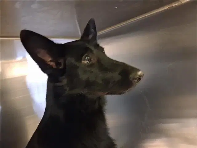 Ashley - German Shepherd Dog