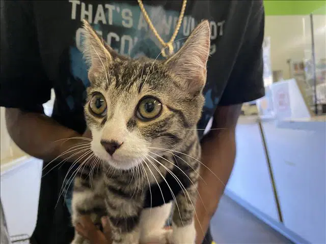 Shego - Domestic Short Hair