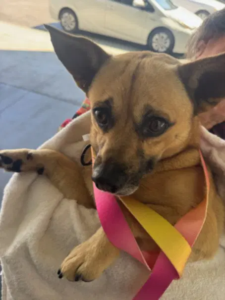 Rex - Chihuahua