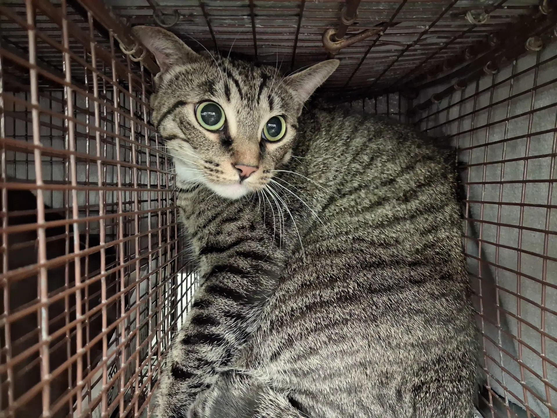 Dianna Arrietty - Domestic Short Hair
