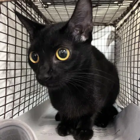 Mimi - Domestic Short Hair