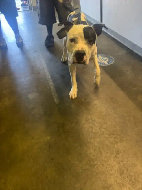 Milky - Pit Bull Terrier