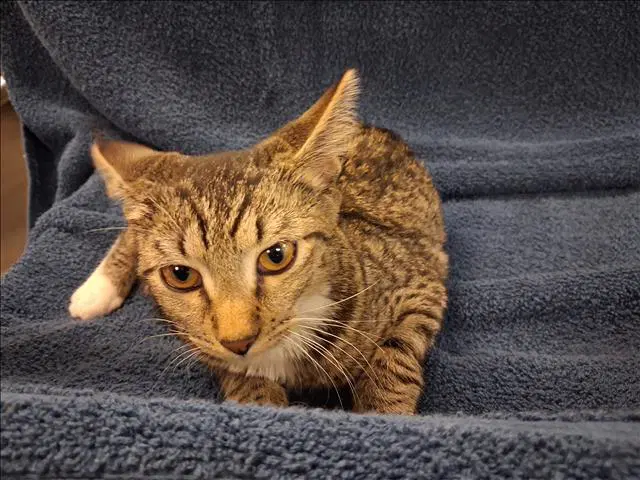 Willow - Domestic Short Hair