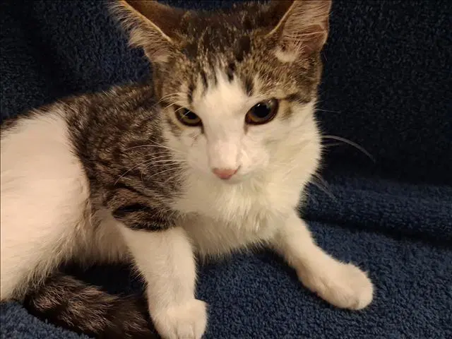 Tatum - Domestic Short Hair
