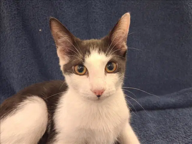 Xavier - Domestic Short Hair