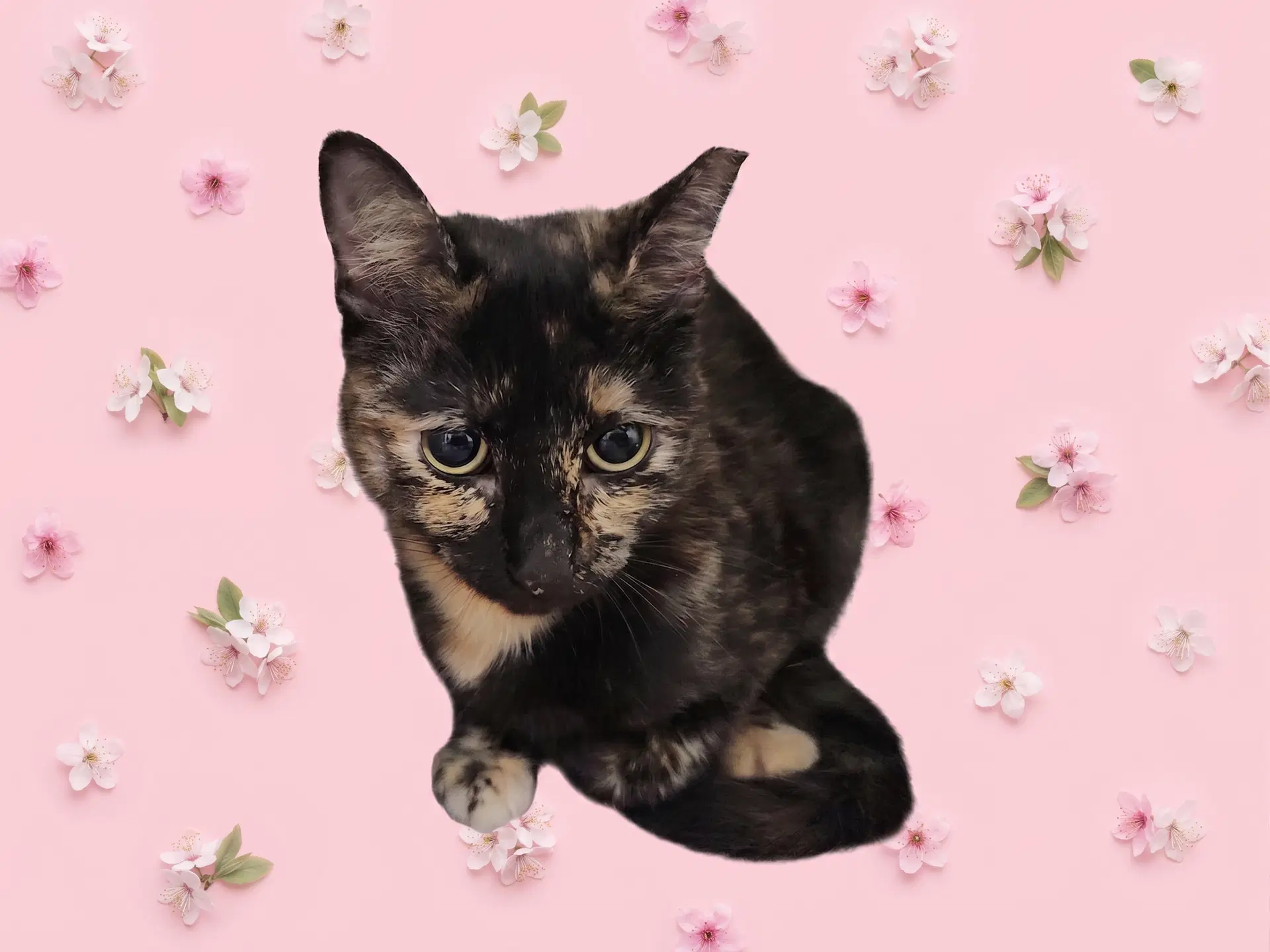 Kali - Domestic Short Hair