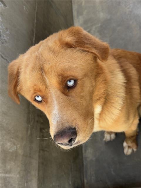 Gunner