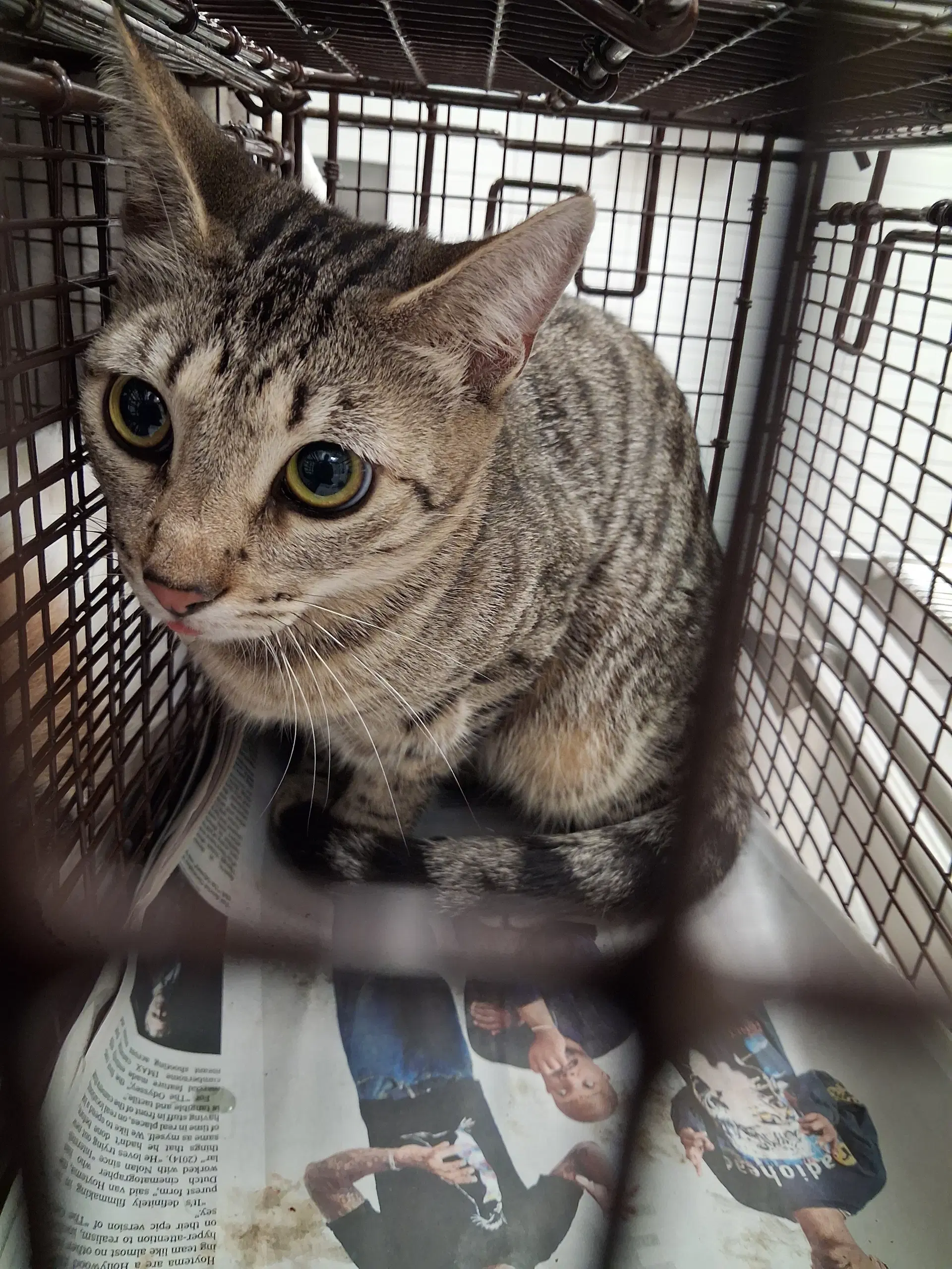 Brownie - Domestic Short Hair