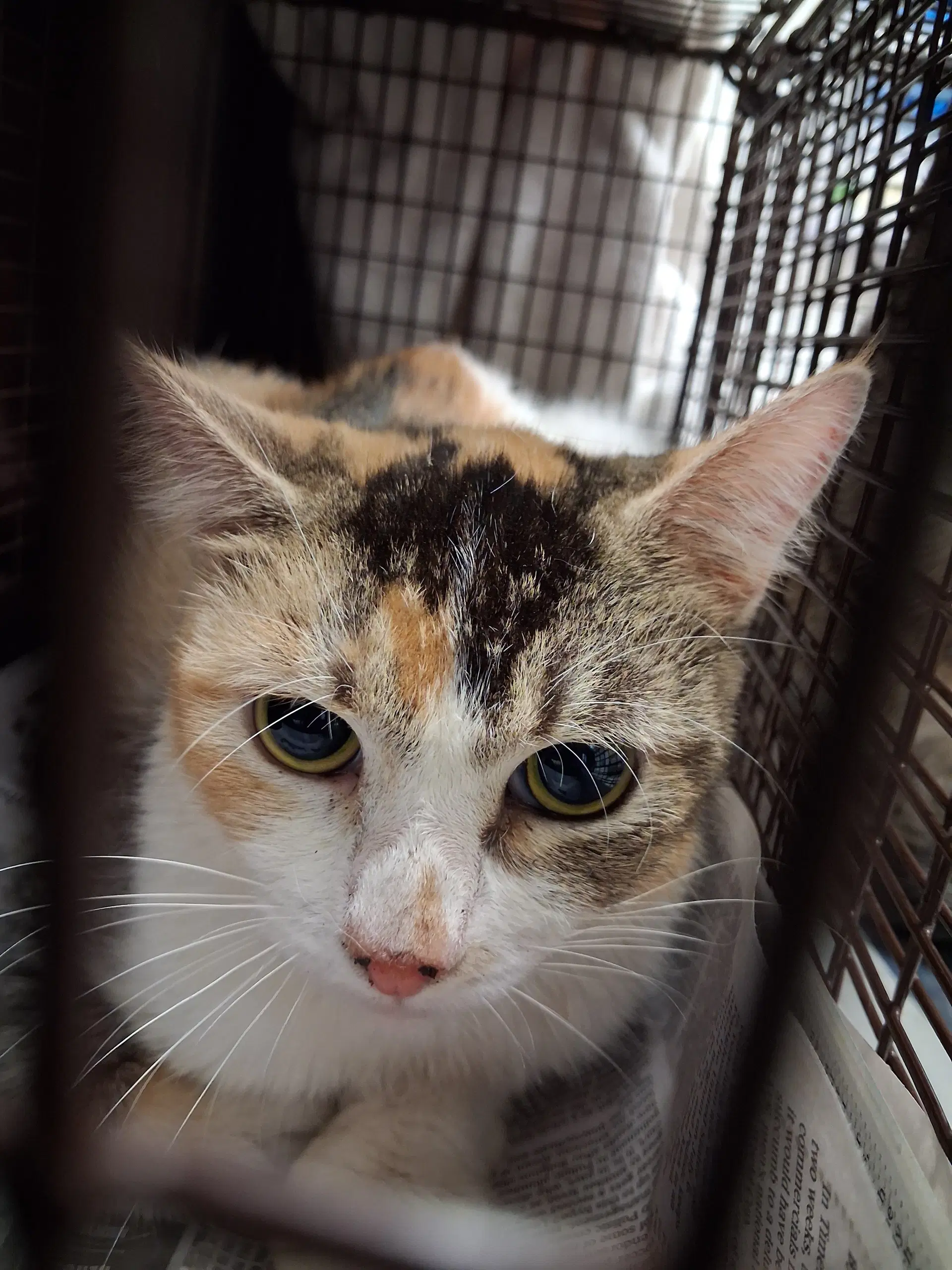 Unknown - Domestic Short Hair