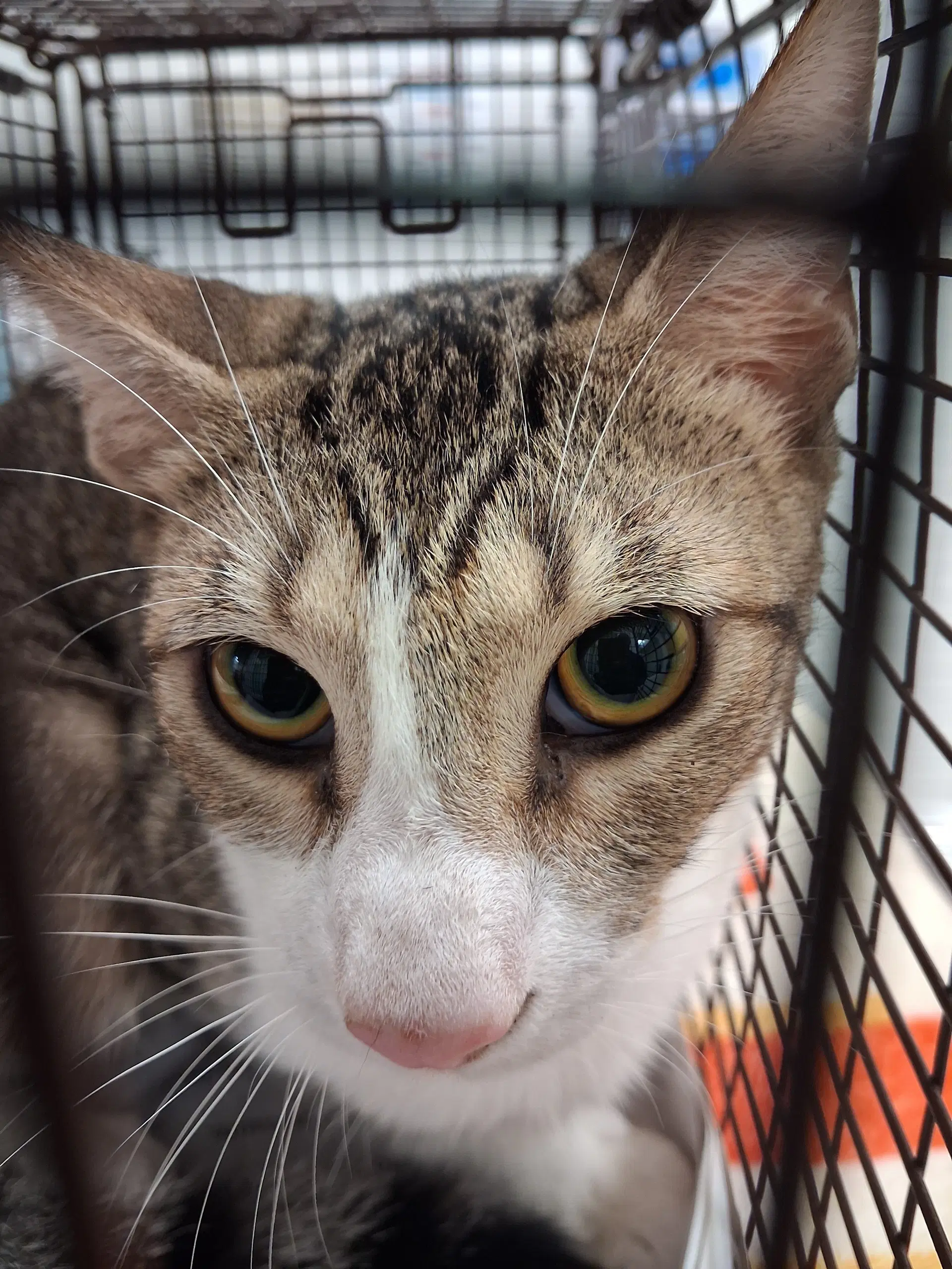 Unknown - Domestic Short Hair