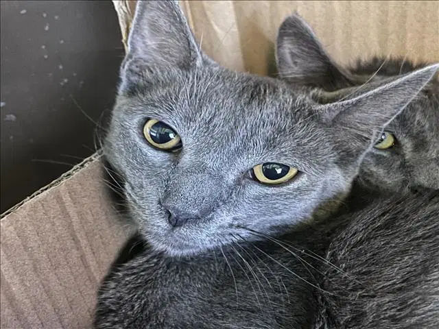 Momo - Domestic Short Hair