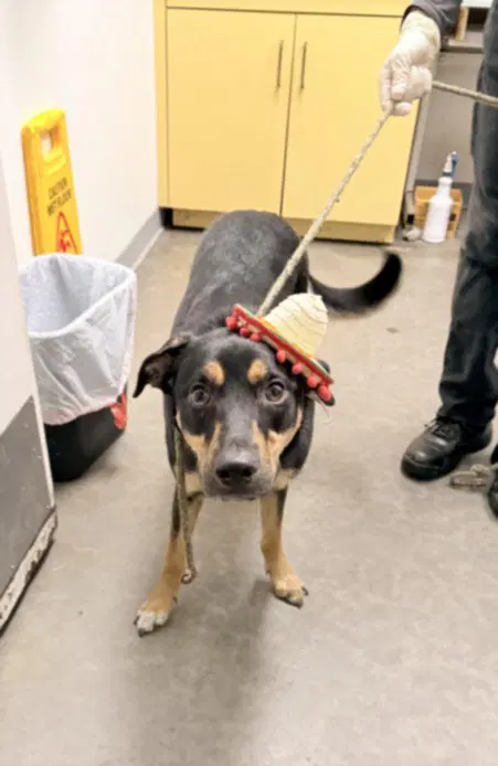 Katalina - Rottweiler