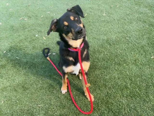 Katalina - Rottweiler