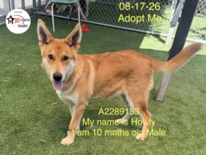 Howly - German Shepherd Dog