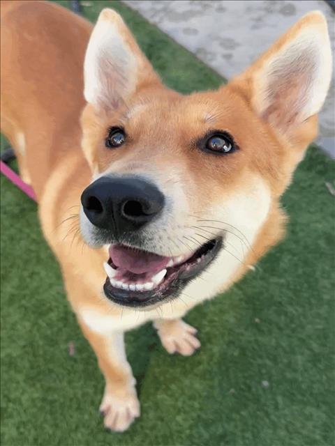 Howly, German Shepherd Dog / Mixed (medium coat)