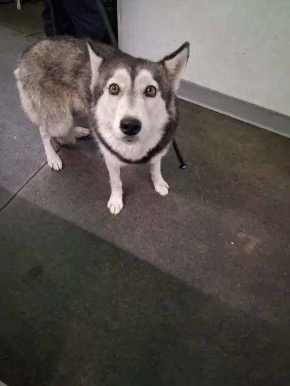Unknown - Siberian Husky