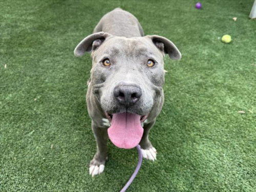 BOB, a dog for adoption from South Los Angeles Animal Care and Control Center